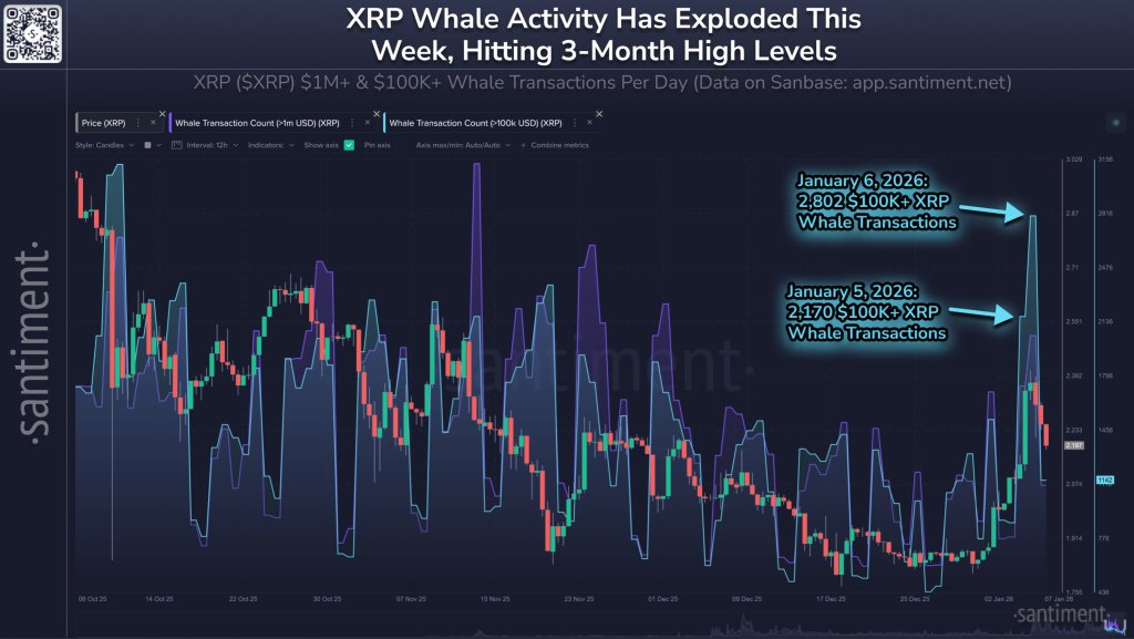 XRP whale activity